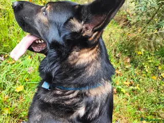 German Shepherd dogs Rocky in Wellingborough - Advert 23