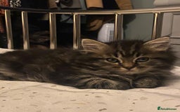 Persian cats for sale: Half Persian Ragdoll Kitten  - Image 4