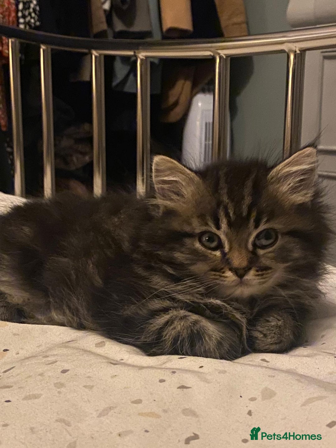 Persian cats for sale: Half Persian Ragdoll Kitten  - Image 4