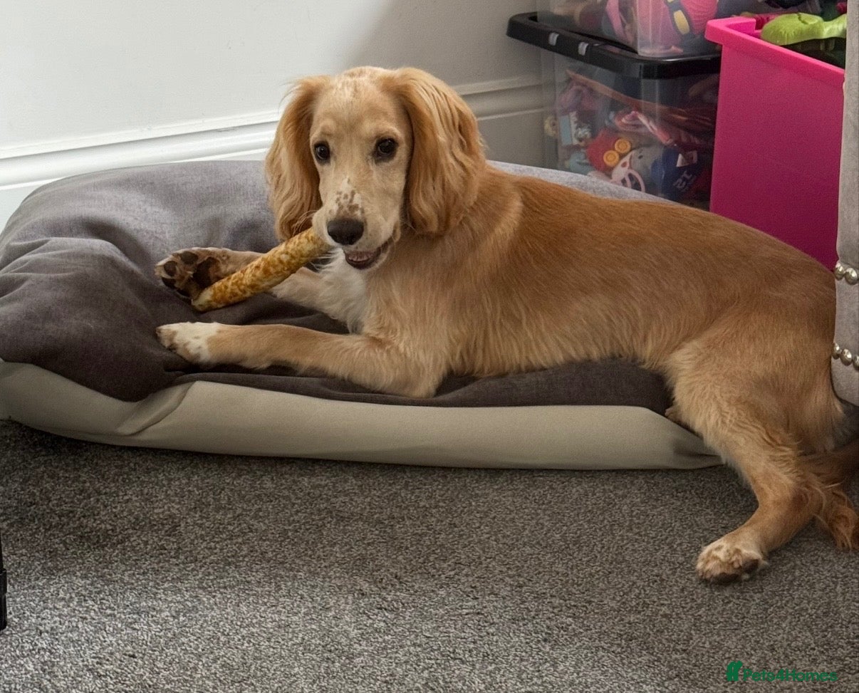 Cocker Spaniel dogs 10 month old Male Cocker Spaniel - Advert 1