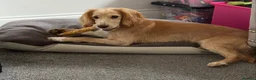 Cocker Spaniel dogs for sale: 10 month old Male Cocker Spaniel in Mansfield - Advert 1