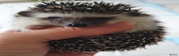 Pygmy Hedgehog rodents for sale:  Full pedigree Baby African pygmy hedgehog  - Advert 4
