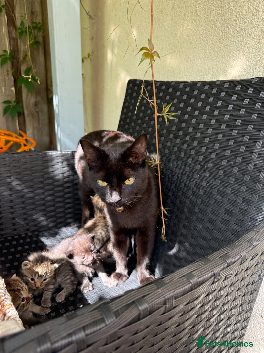 Mixed Breed cats for sale: Last male kitten  - Advert 1