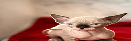 Sphynx cats for sale: Canadian sphynx kittens  - Advert 9