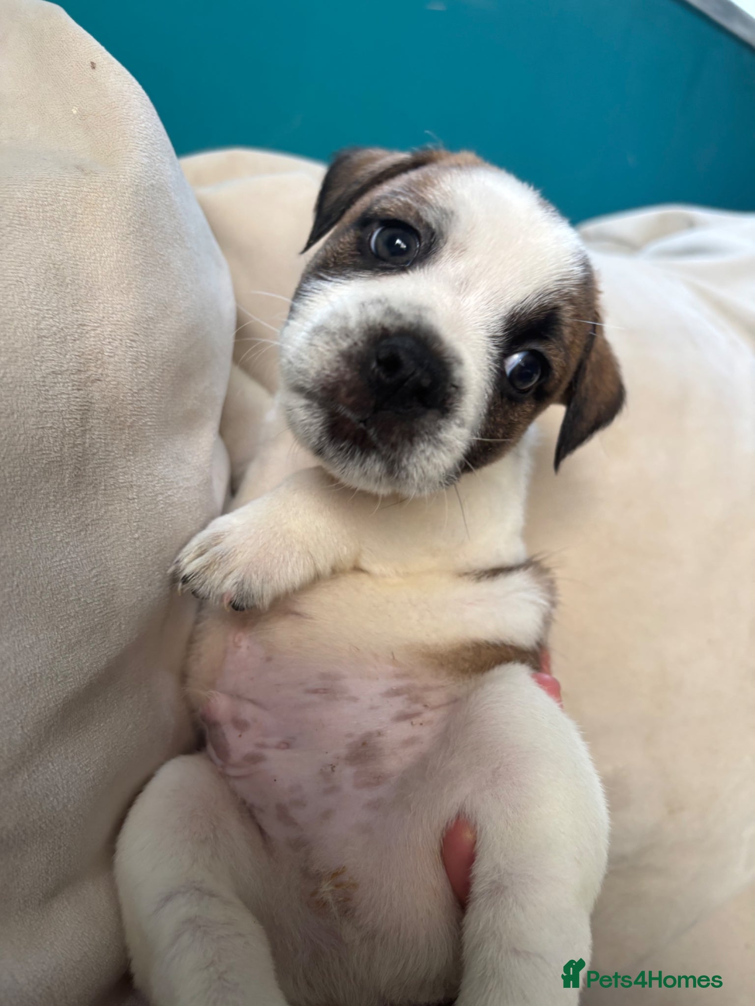 Mixed Breed dogs RTL NOW! 1 BOY LEFT JR Staff X Staffy Lurcher Pup - Advert 3