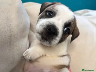 Mixed Breed dogs RTL NOW! 1 BOY LEFT JR Staff X Staffy Lurcher Pup - Advert 3