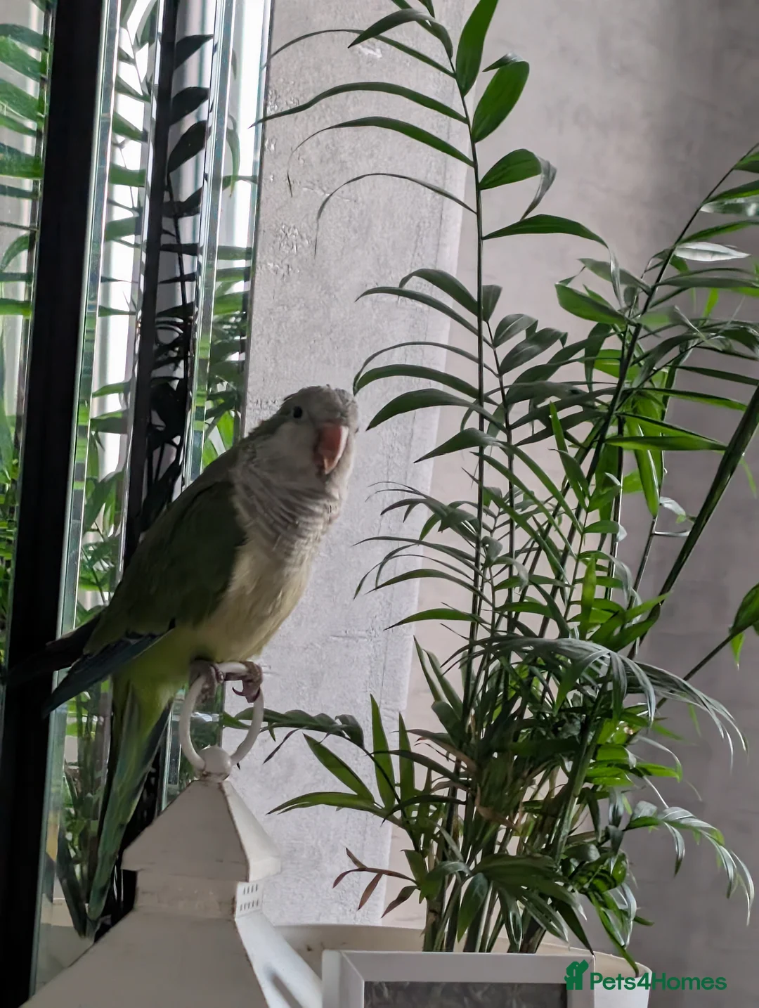 Parrots birds for sale: Quaker parrot 11 months old  in Blackpool - Advert 2