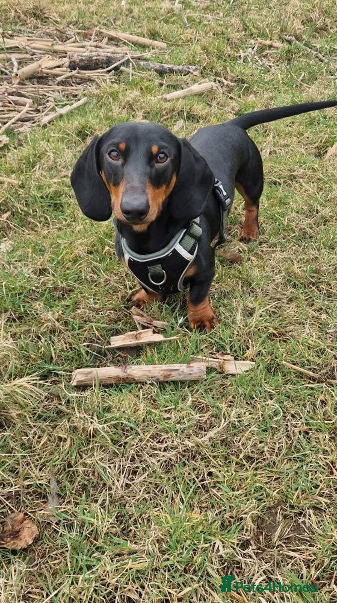 Miniature Dachshund dogs for stud: Miniature Dachshund stud in Pontypridd - Advert 10