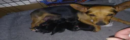 Jack Russell dogs for sale: 7 Litter Jack Russell pups  - Advert 2