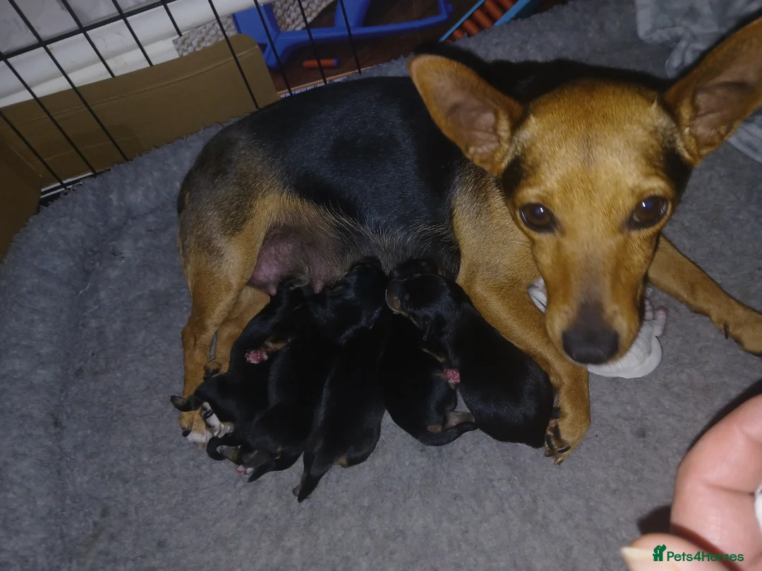 Jack Russell dogs for sale: 7 Litter Jack Russell pups  - Advert 2