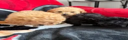 Poochon dogs for sale: Bichon x poodle  - Advert 14
