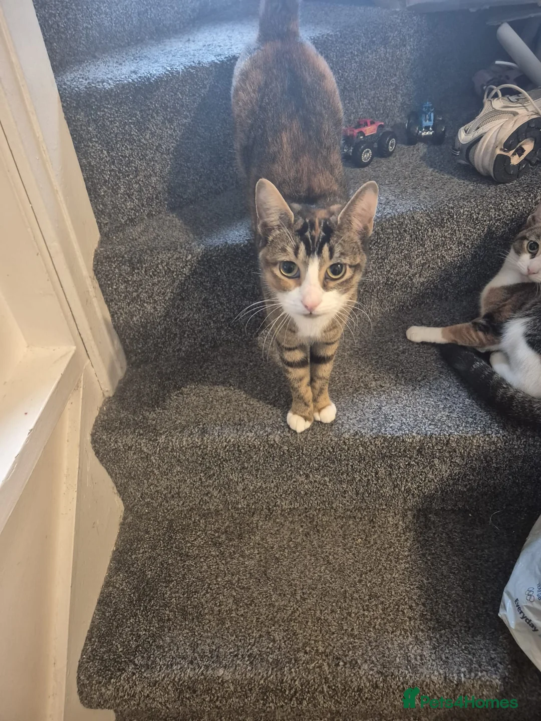 Mixed Breed cats for sale: 2 female tabby cats need a loving home asap in London - Advert 3