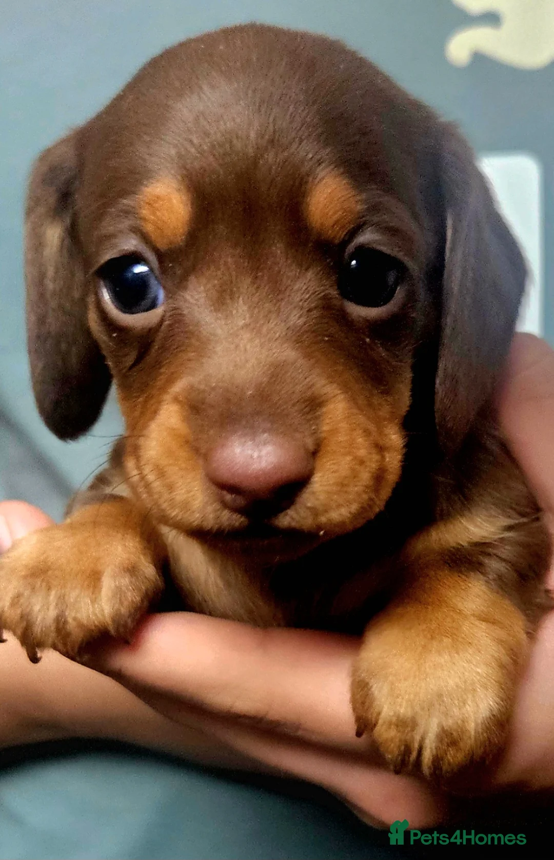 Miniature Dachshund dogs for sale: 5 Georgeous miniature dachsunds - Advert 3