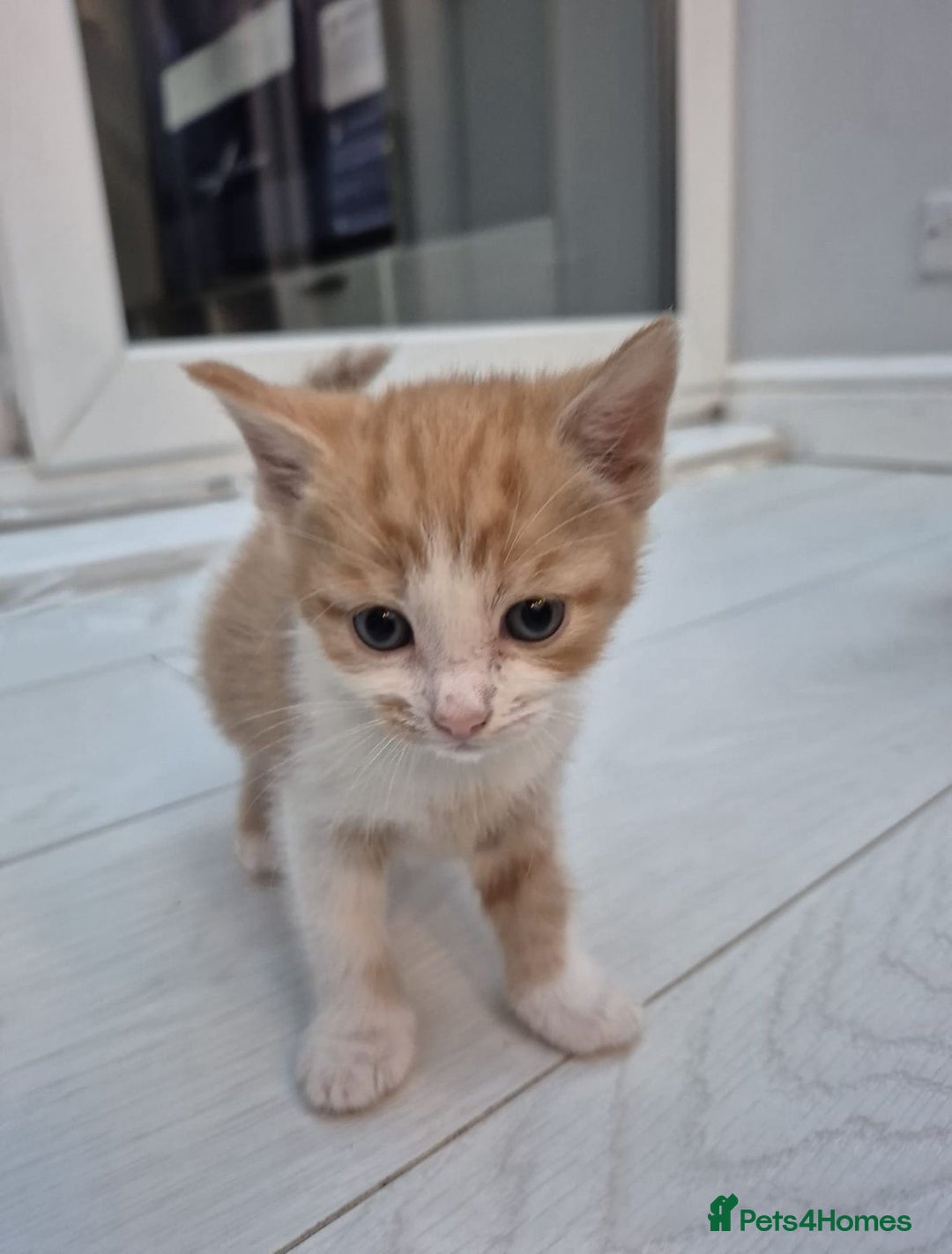 Mixed Breed cats for sale: 6 beautiful kittens (3 male, 3 females) for sale - Image 10
