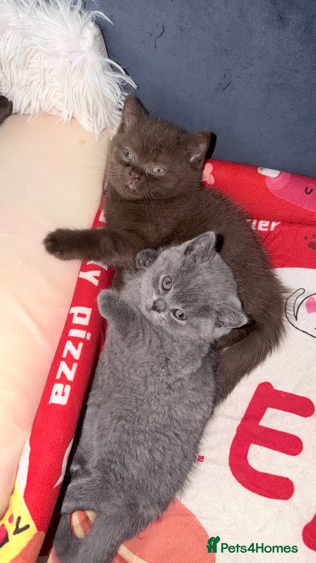 British Shorthair cats for sale: Beautiful fully british short hair kittens - Advert 7
