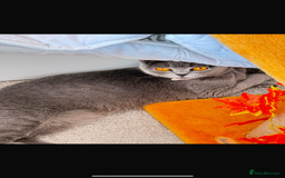 British Shorthair cats for sale: British shorthair female for sale  - Image 2
