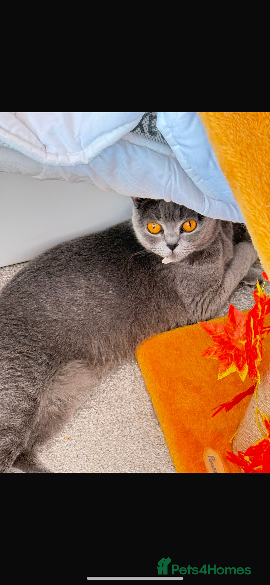 British Shorthair cats for sale: British shorthair female for sale  - Image 2