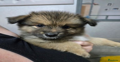 Pomchi dogs - Advert 13