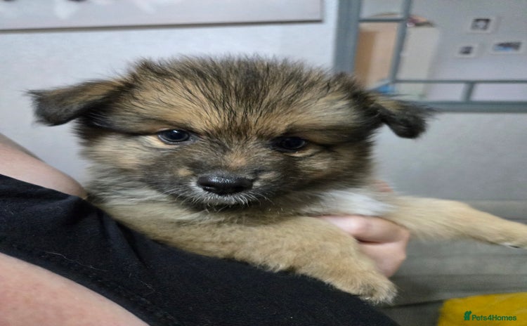 Pomchi dogs - Advert 2