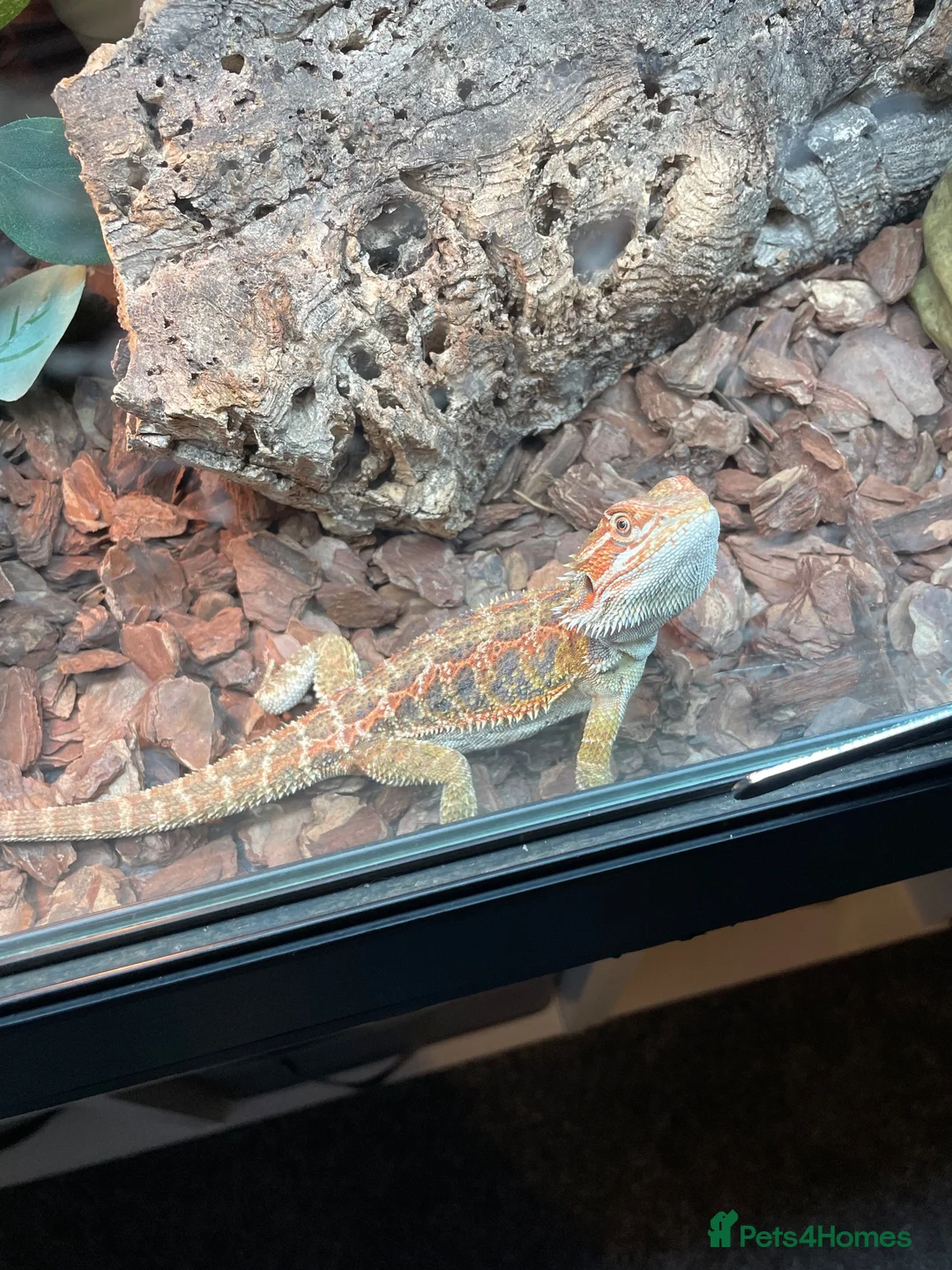Bearded Dragon reptiles for sale: Bearded dragon complete with full set up in Romford - Advert 2