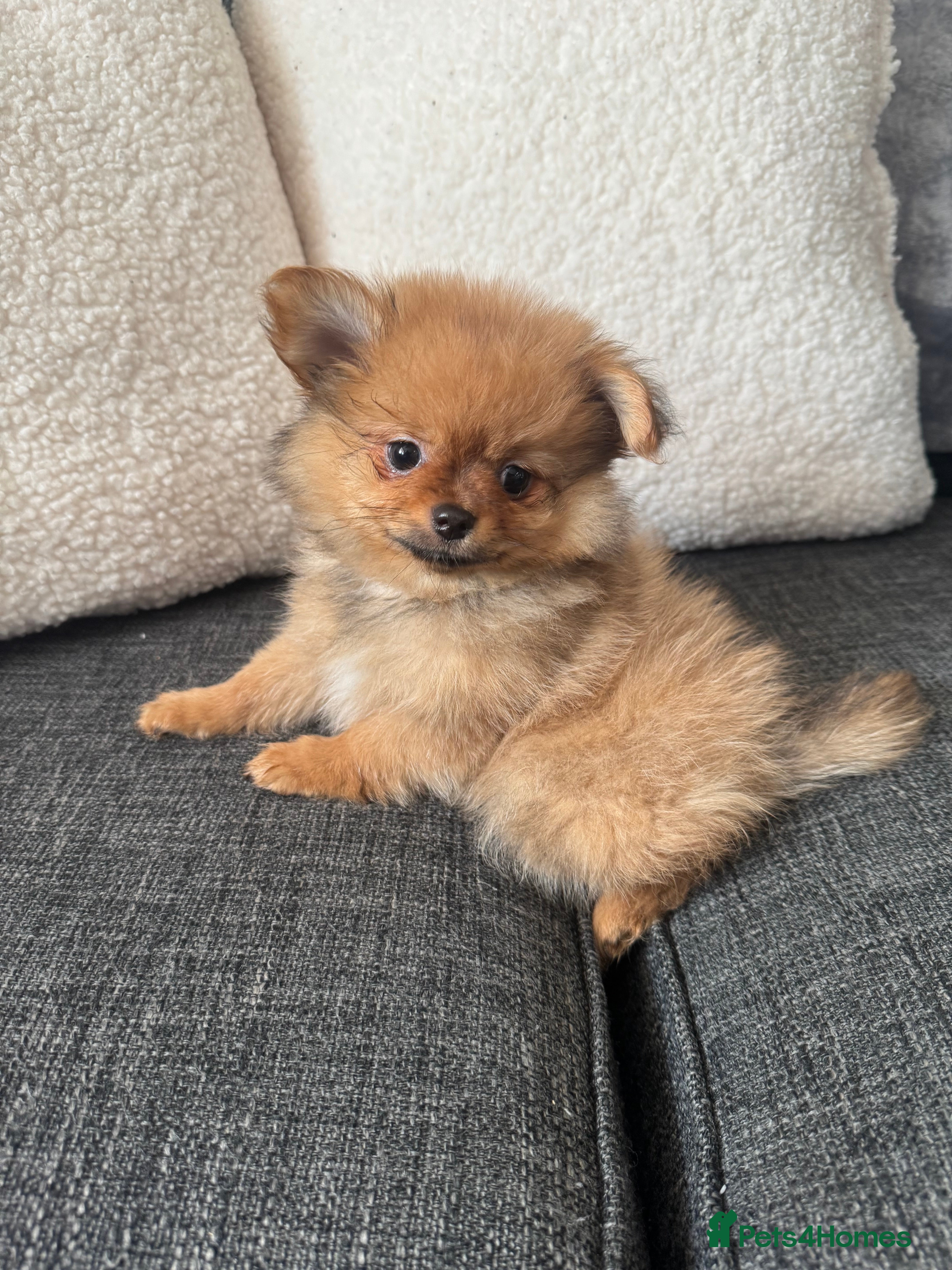 Pomchi dogs Pomeranian puppy’s  - Advert 3