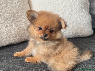 Pomchi dogs Pomeranian puppy’s - Advert 3