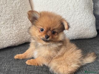 Pomchi dogs Pomeranian puppy’s - Advert 14