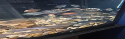 Cichlids fish for sale: Cichlids in Ellesmere Port - Advert 5