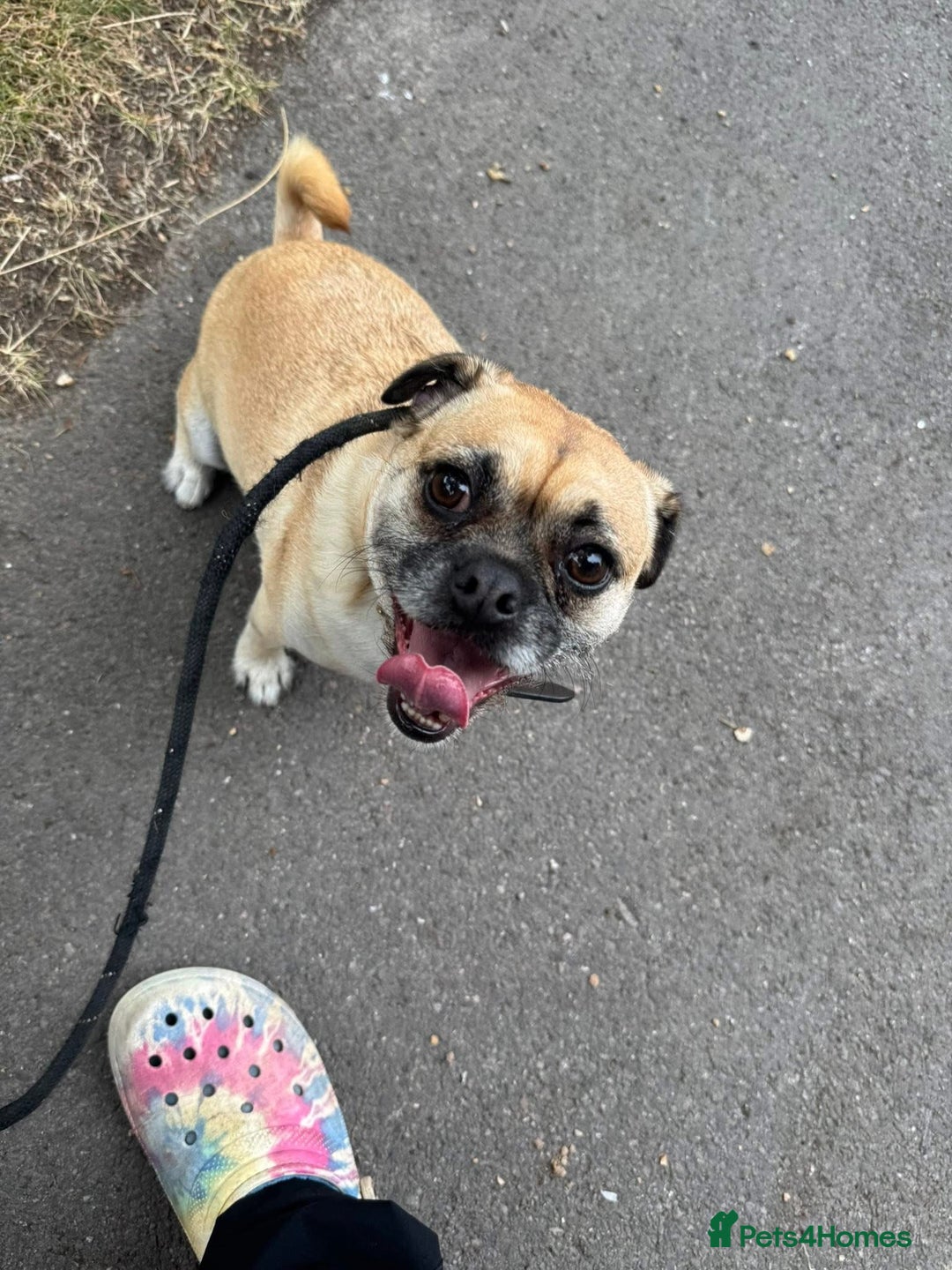 Frug dogs for sale: Special dog seeks special home 🏡💖 - Image 2