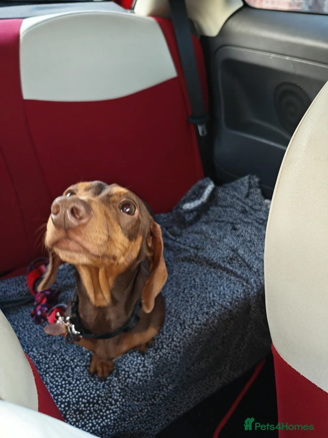 Mixed Breed dogs for sale: Dachshund cross Yorkshire terrier  - Advert 2