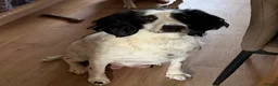 English Springer Spaniel dogs for sale: English springer spanial - Advert 8