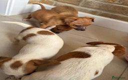 Chihuahua dogs for sale: Chihuahu Puppies - Image 11