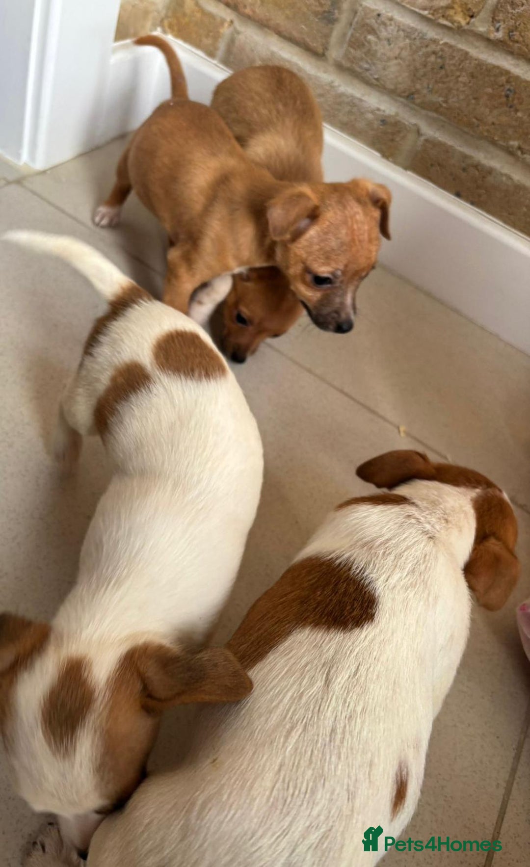 Chihuahua dogs for sale: Chihuahu Puppies - Image 11