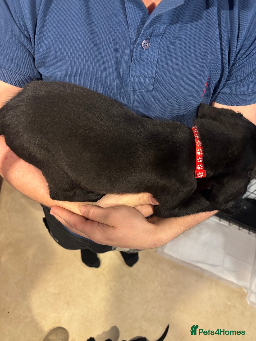 Springador dogs for sale: Springadors  - Advert 8