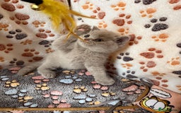 British Shorthair cats for sale: Champion Line British Shorthair Kittens - Image 4