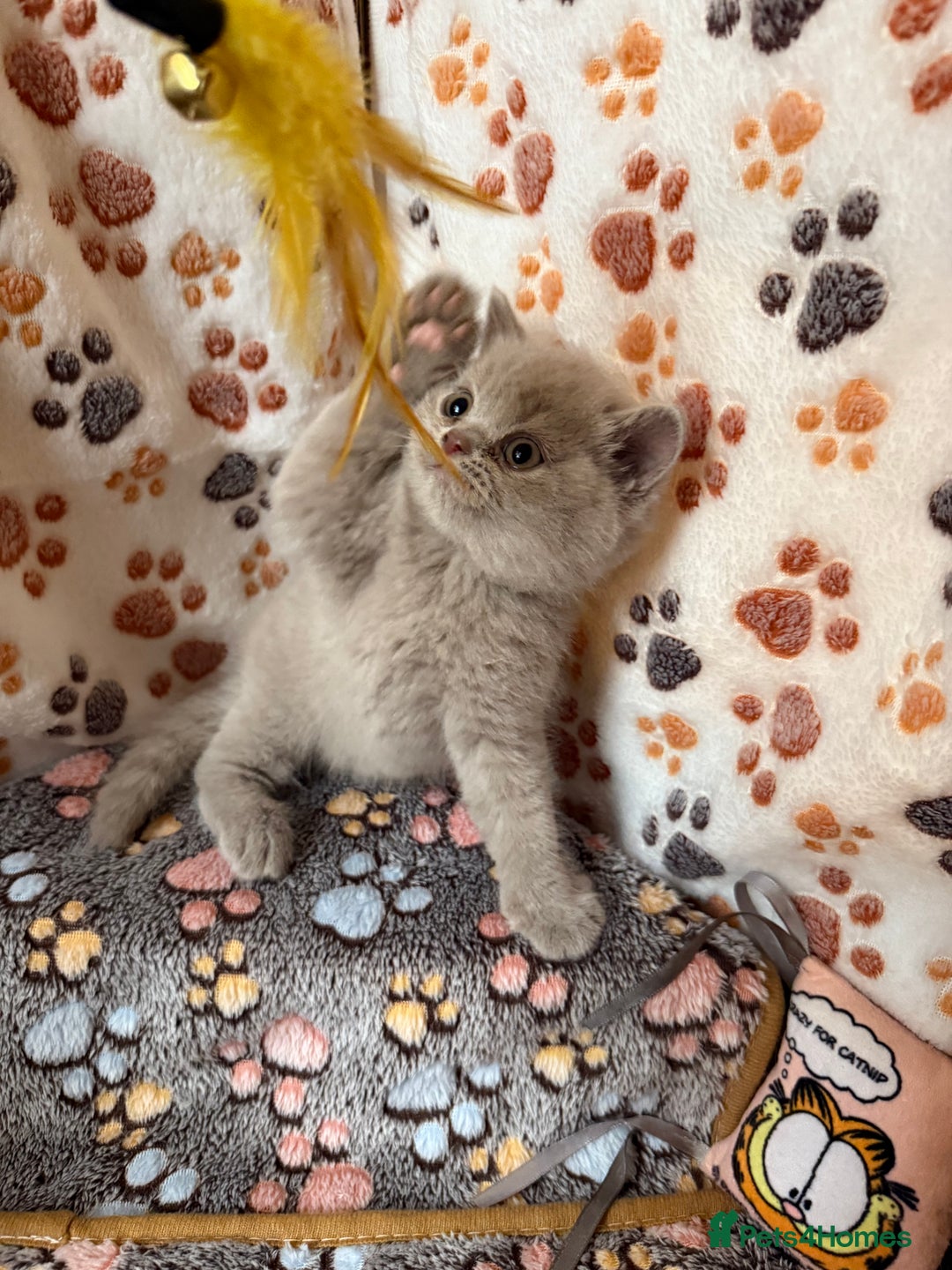 British Shorthair cats for sale: Champion Line British Shorthair Kittens - Image 4