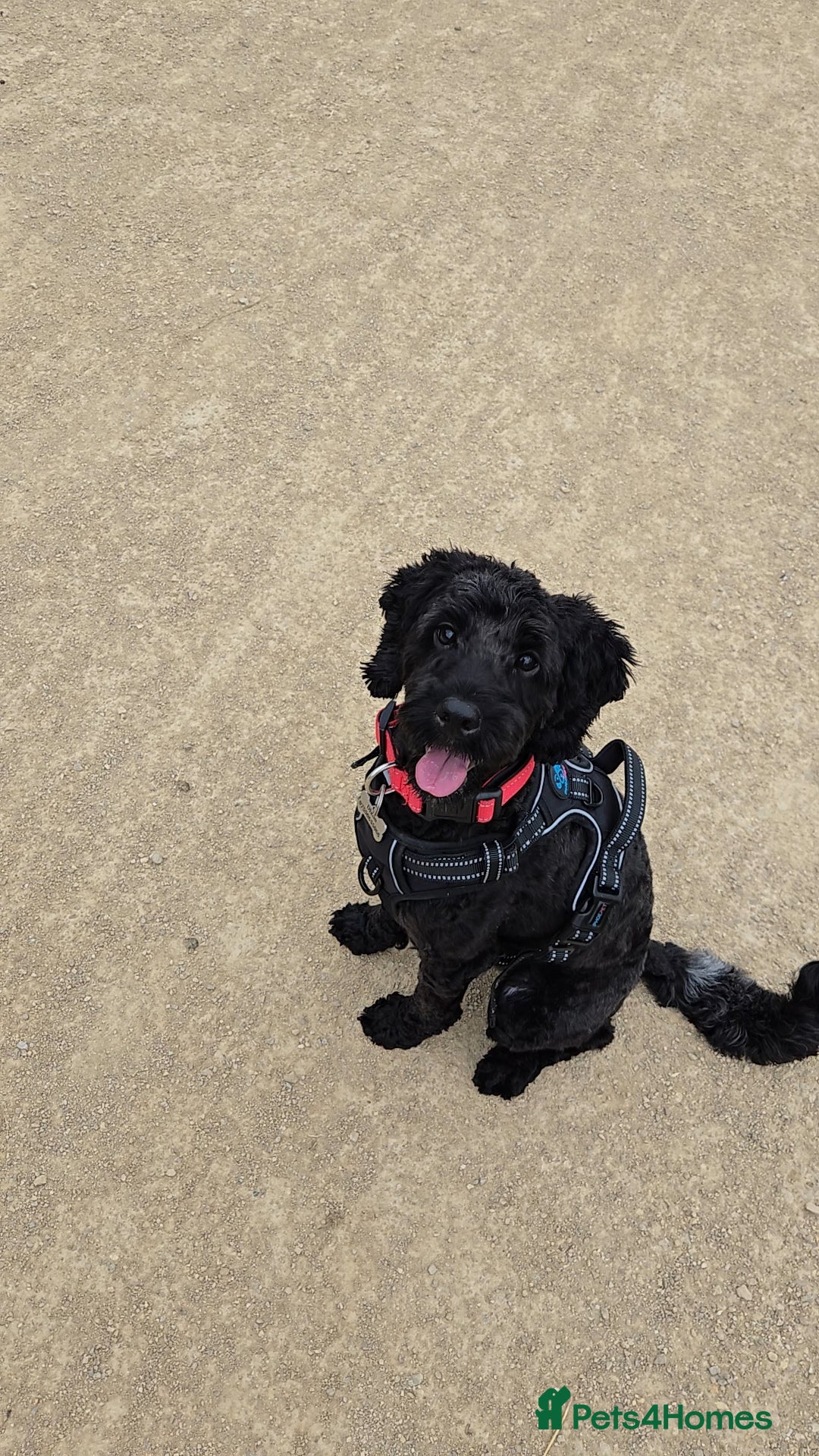 Cockapoo dogs for sale: Male cockapoo - Image 1