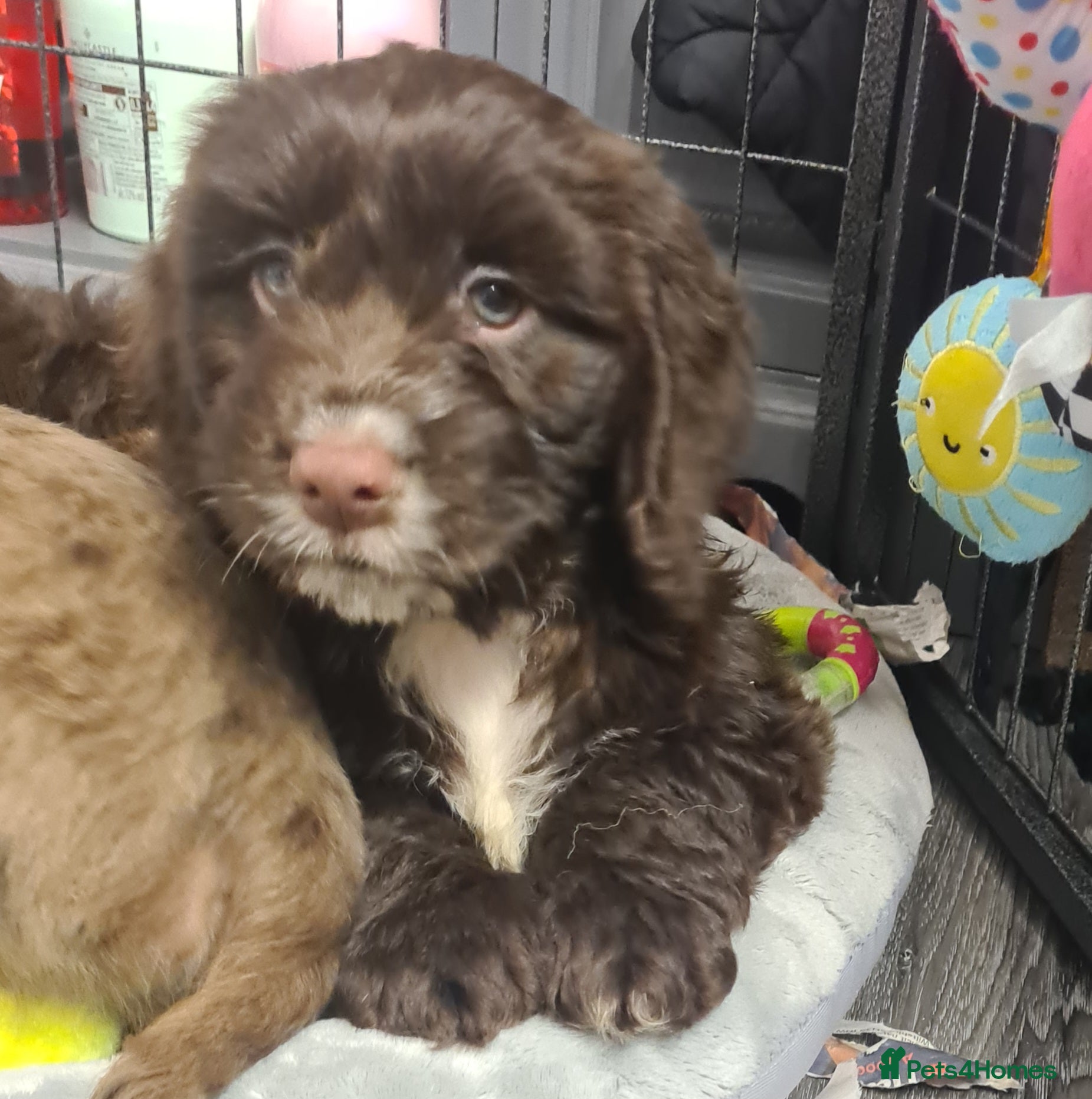 Cockapoo dogs Cocker x cokapoo f2 - Advert 11