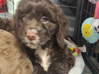 Cockapoo dogs Cocker x cokapoo f2 - Advert 11