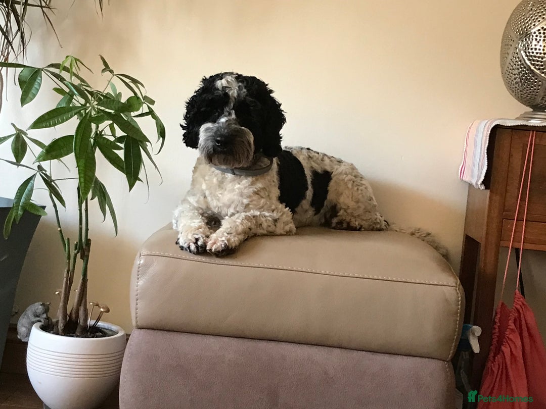 Cockapoo dogs for stud: Bertie the cockapoo available for stud - Advert 4