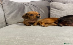 Miniature Dachshund dogs for sale: ✨ Tiny gorgeous puppy girl Mini dachshund  ✨ - Image 5