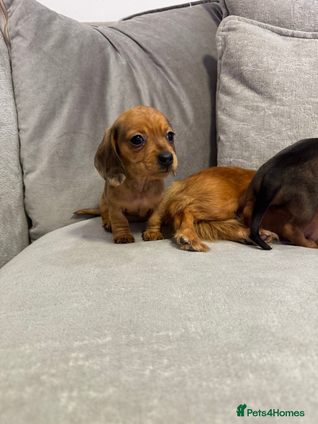 Miniature Dachshund dogs for sale: ✨ Tiny gorgeous puppy girl Mini dachshund  ✨ - Image 5