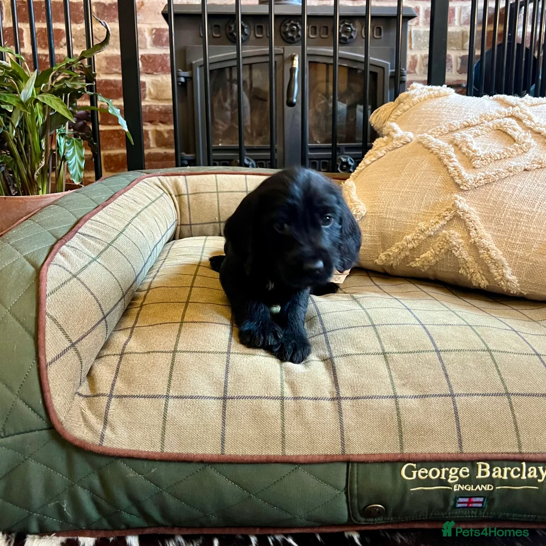 Mixed Breed dogs for sale: Brilliant Bold Working Cocker x Teckel Puppies! - Advert 14