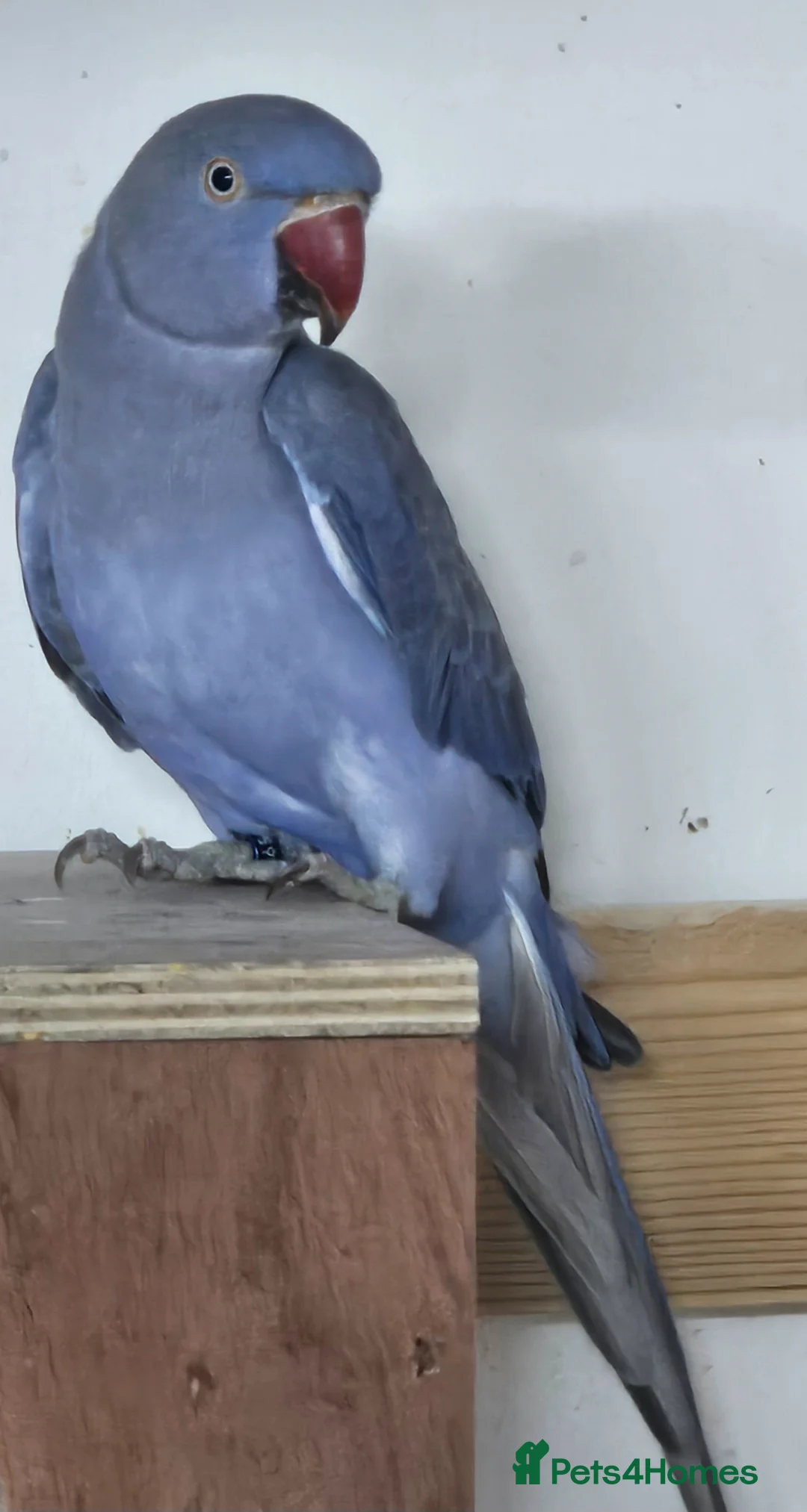 Cockatiels birds for sale: Violet Indian Ringneck Hen for sale Breeding pairs - Advert 2