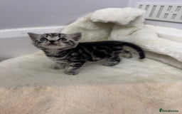 British Shorthair cats for sale: British shorthair silver tabby boy  - Image 1