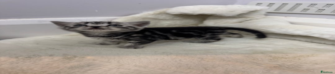 British Shorthair Kitten 1