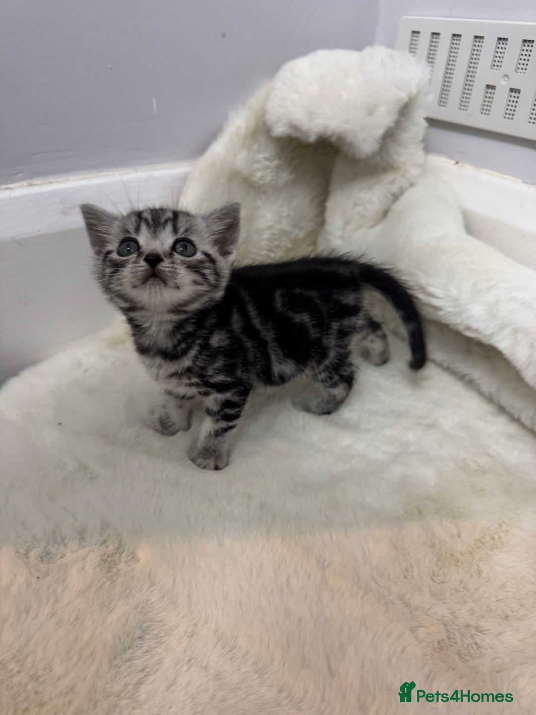 British Shorthair cats for sale: British shorthair silver tabby boy  - Image 1