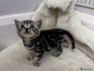 British Shorthair cats - Advert 9