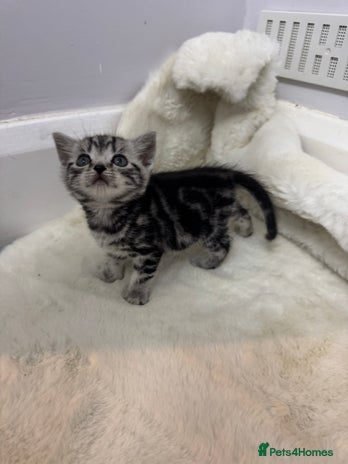 British Shorthair cats - Advert 11