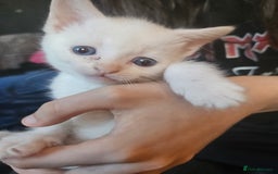 Sphynx cats for sale: Snow coated shpynx with sky blue eyes - Image 11